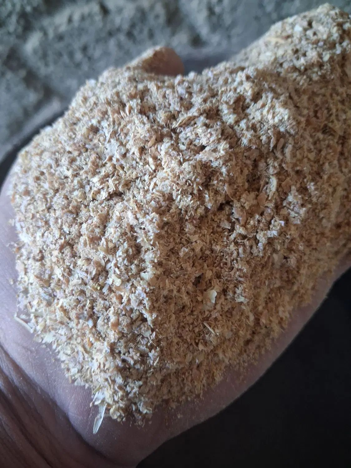 فروش سبوس گندم نقد
