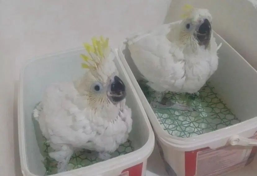جوجه کاسکو،کاکادو ..تخفیف عیدانه
