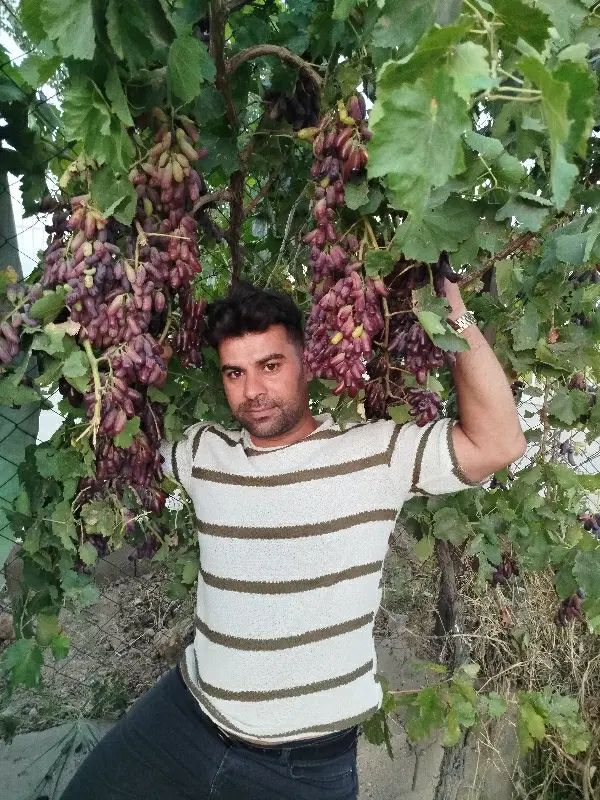 فروش انواع نهال میوه بادام،گردو،توت،گیلاس،هلو