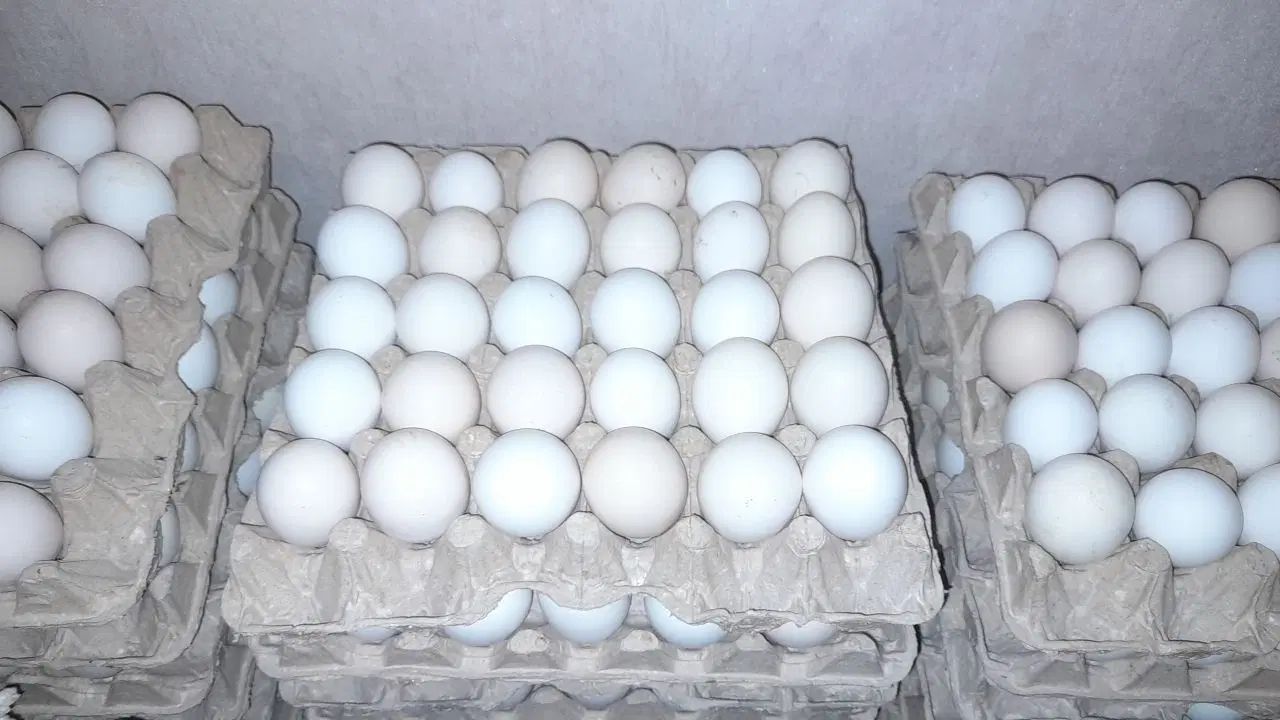 تخم مرغ محلی