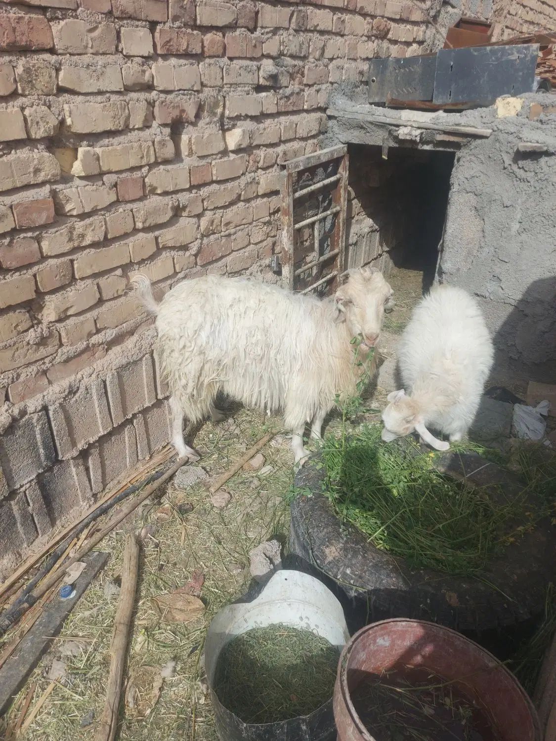بز محلی گیسه