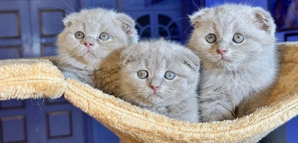 اسکاتیش های خرسی