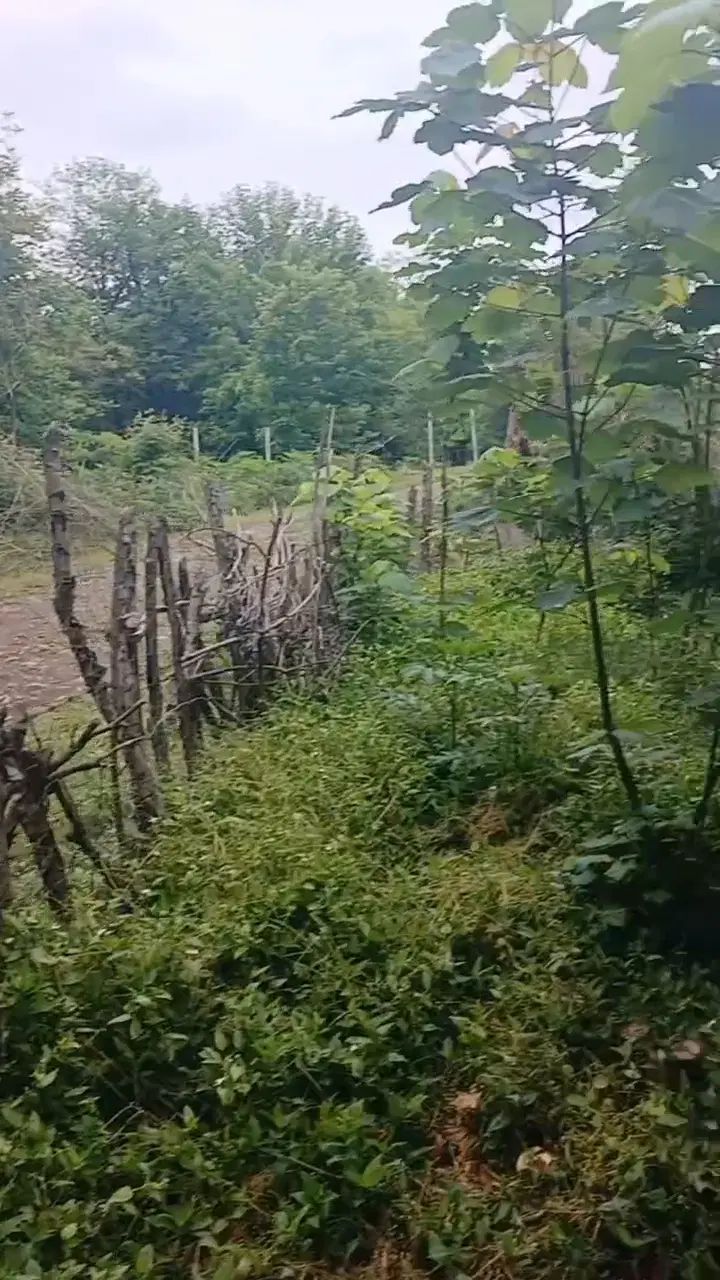 زمین مسکونی  و باغی متراژ 1550مترباسندتک‌ در لاهیجان