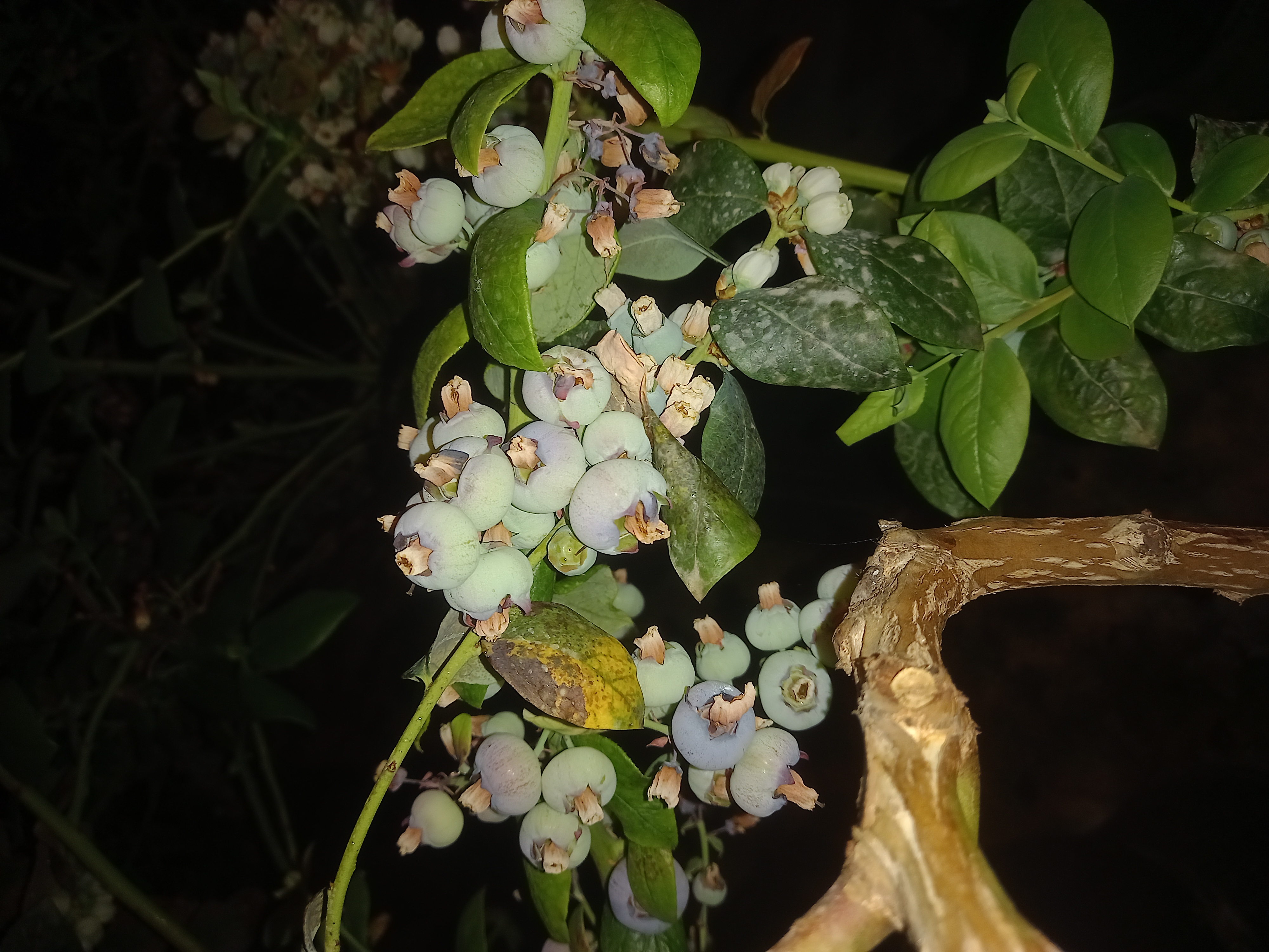 بلوبری تازه
