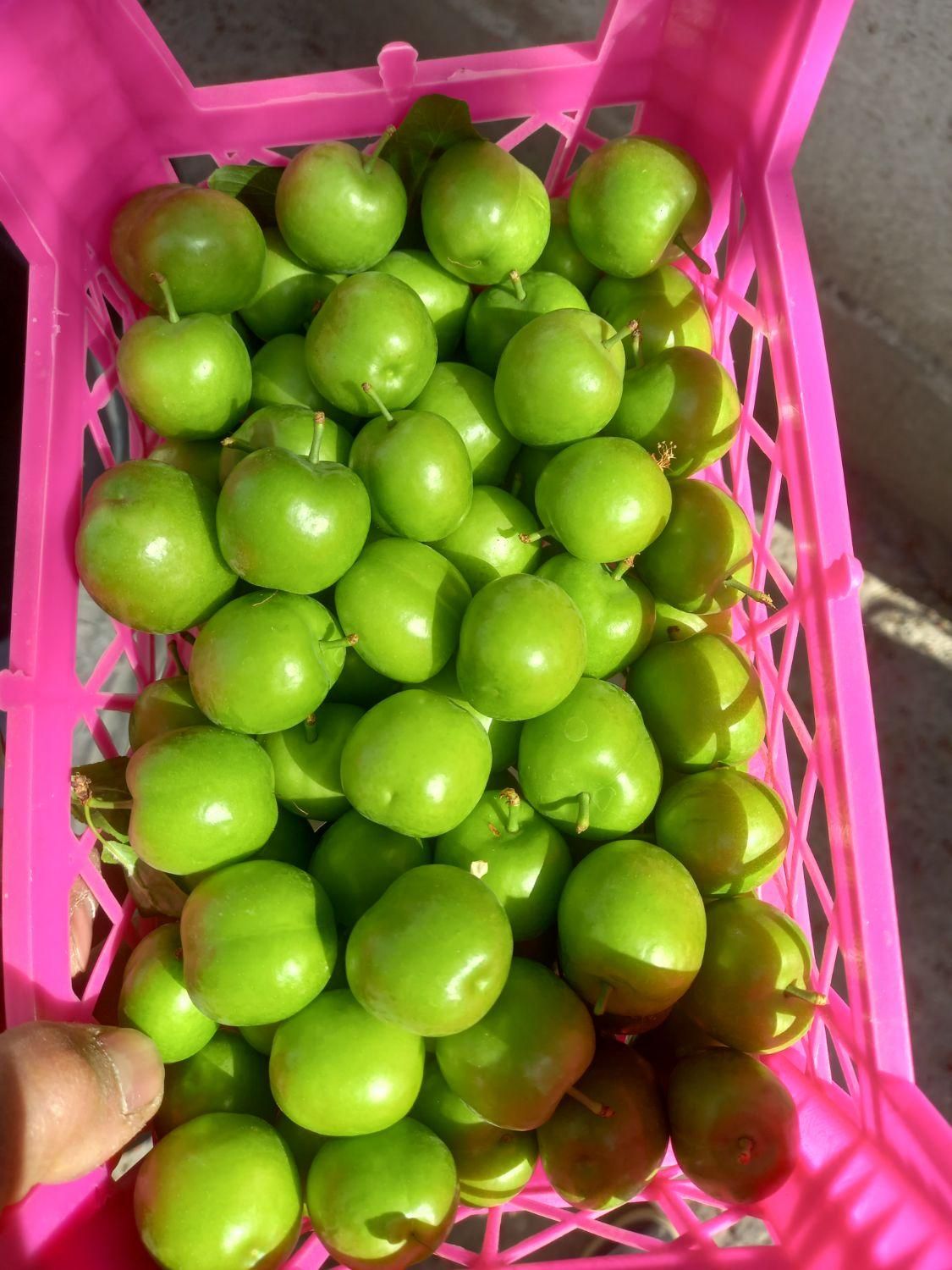 گوجه سبز تازه برداشت روزانه