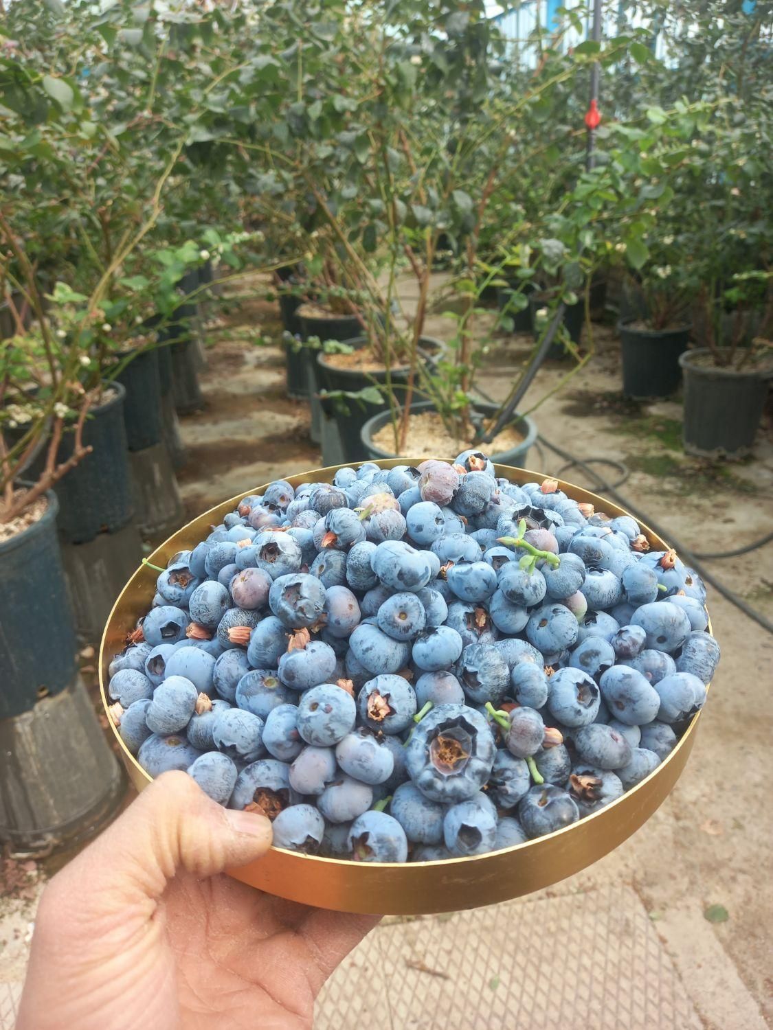 نهال هانی بری