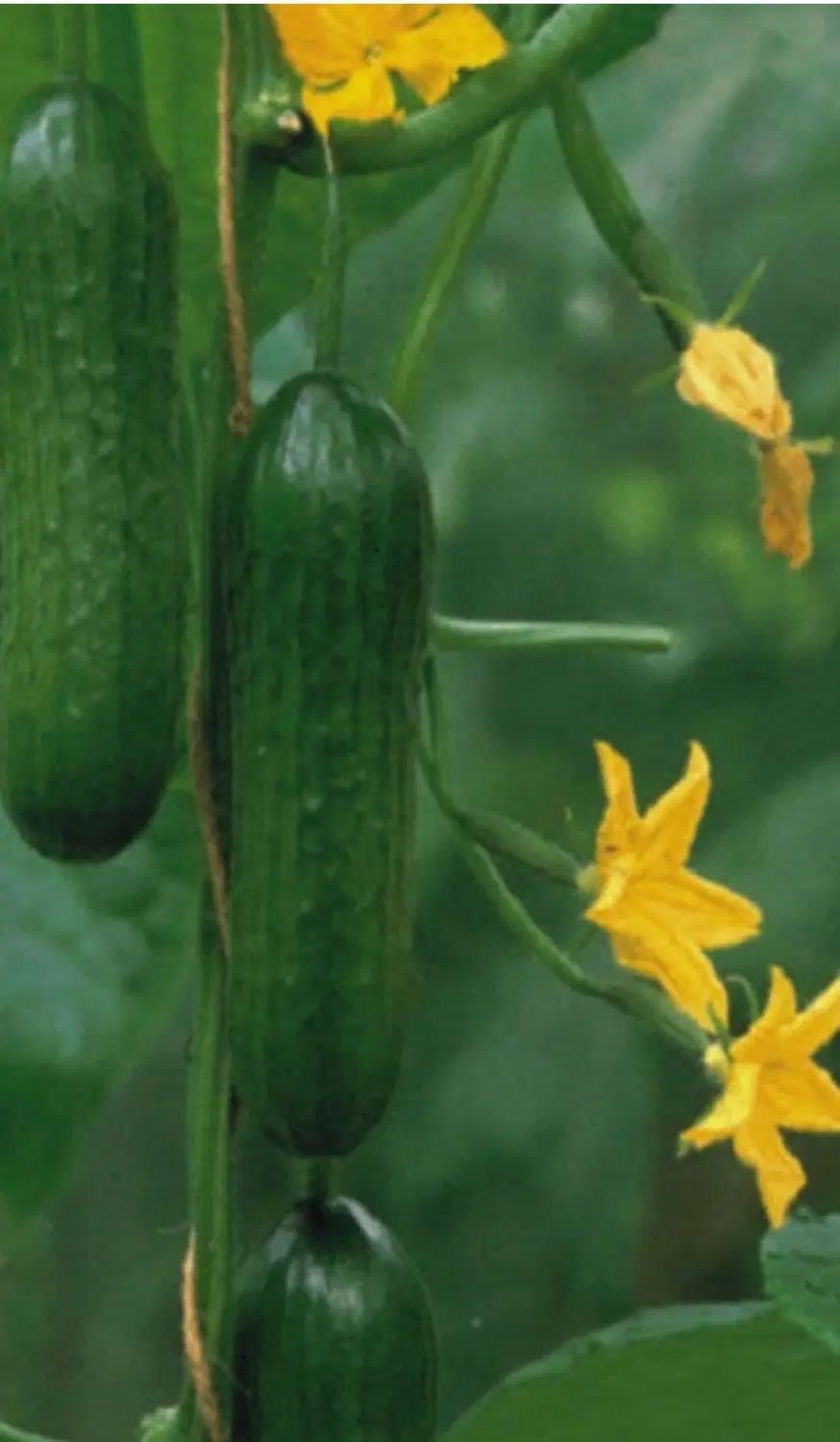 آموزش کشت خیار گلخانه ای