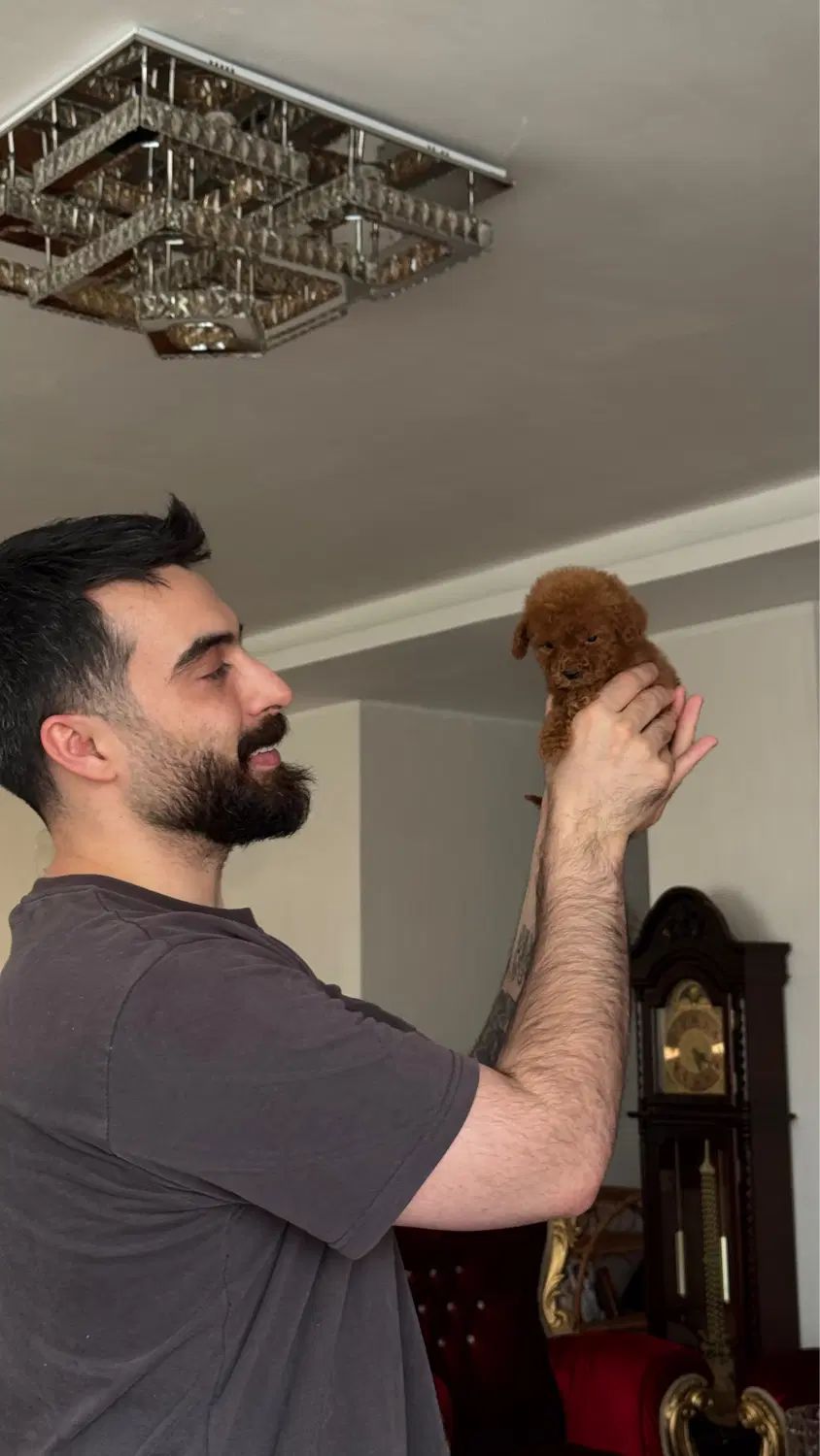 تدی پودل دارک رد در گرگان