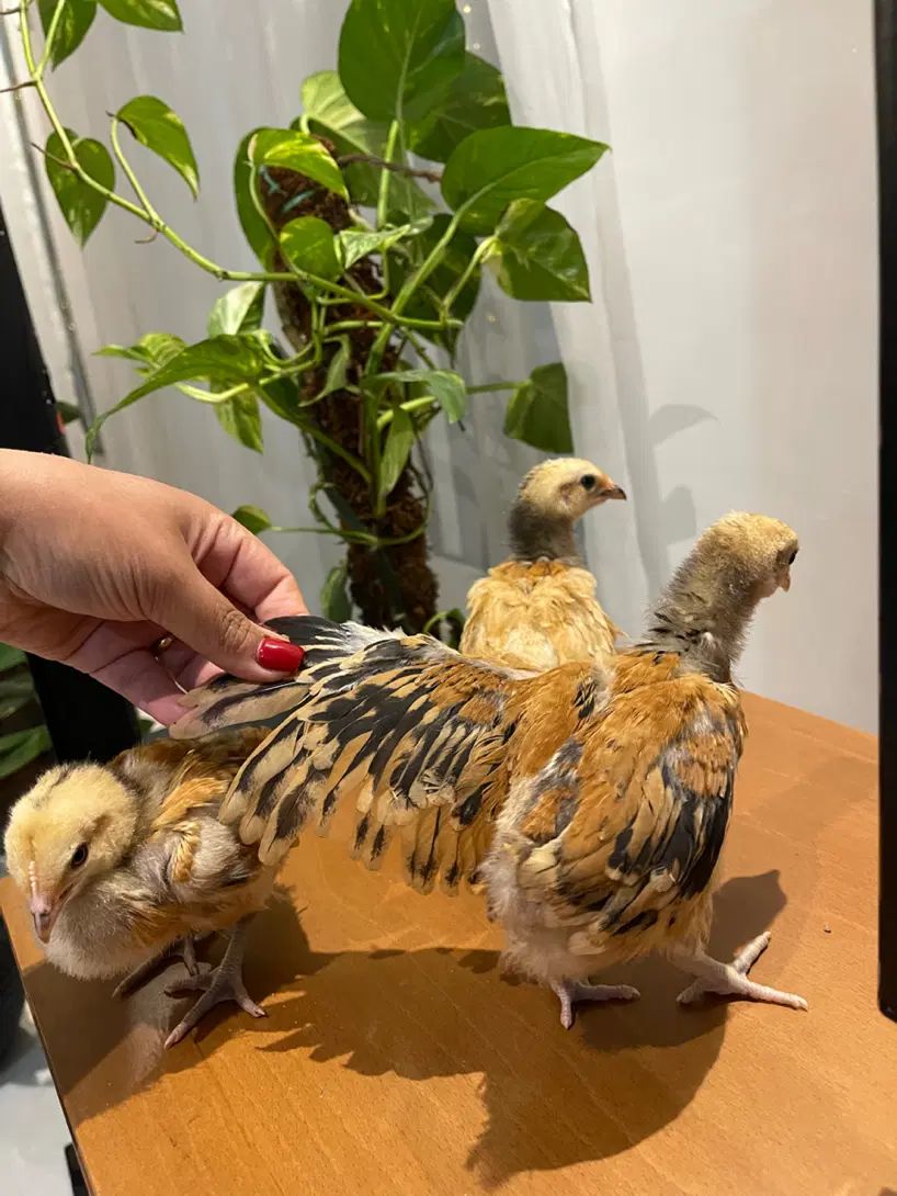 جوجه و نیمچه ورورک آلمانی