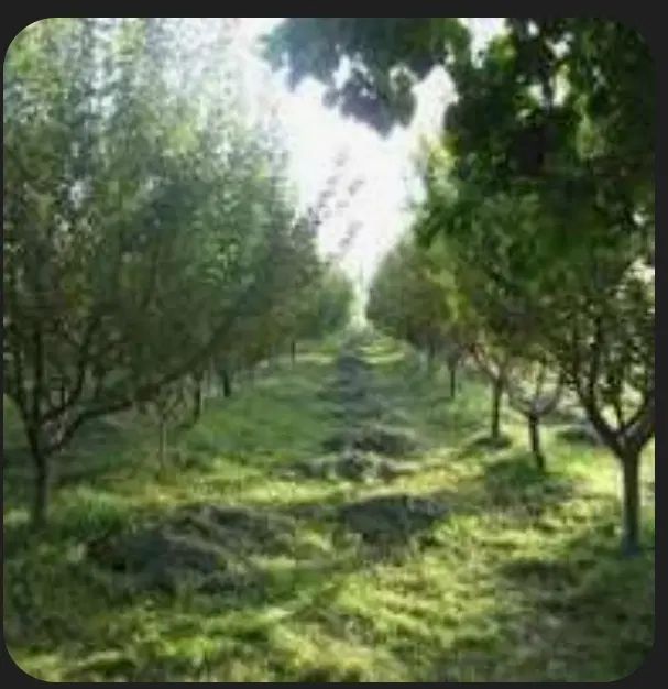 تیام ملک