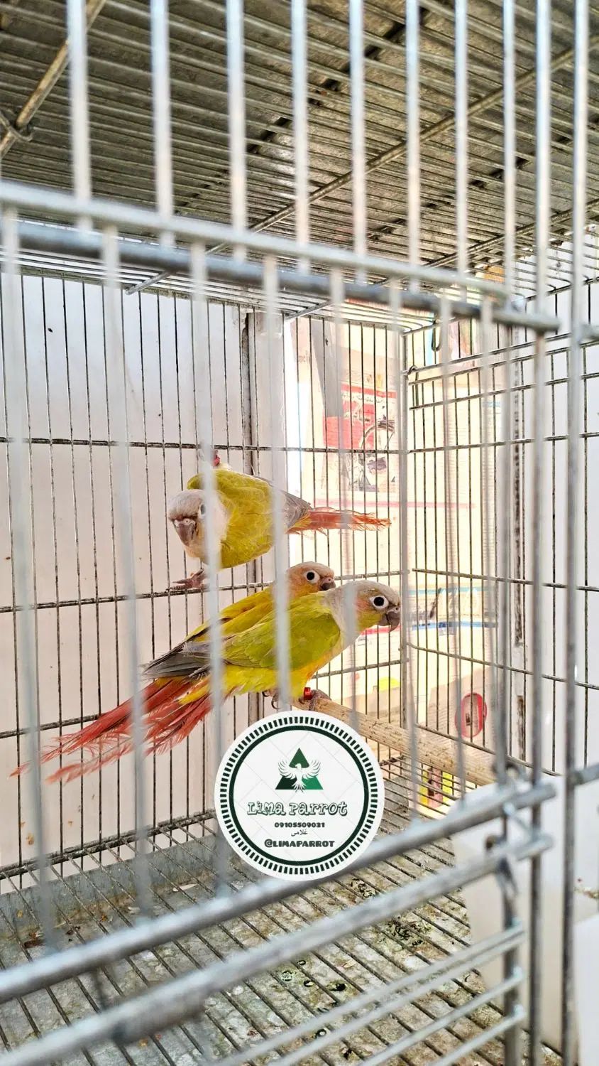 چهار عدد گرینیچک نر امیریکن