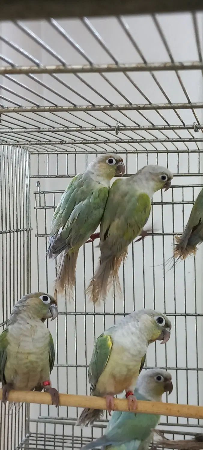 گرینچیک مینت نر
