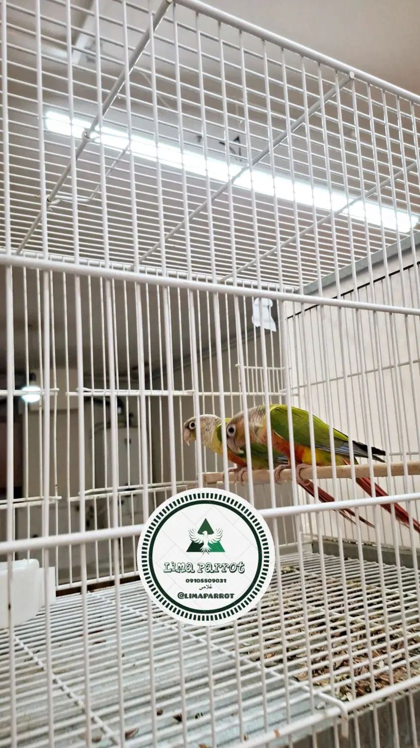 جفت گرینچیک بالغ آماده