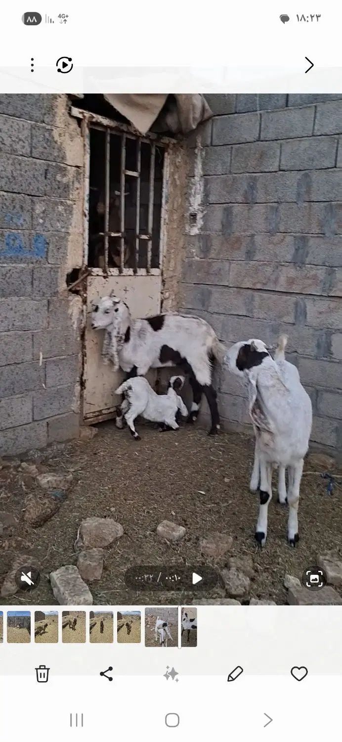 دو راس بز زبیا وشیرا و جوان