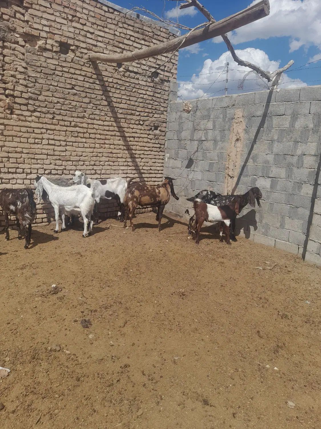 ۴راس بز ویک راس نر پلنگی زیبا