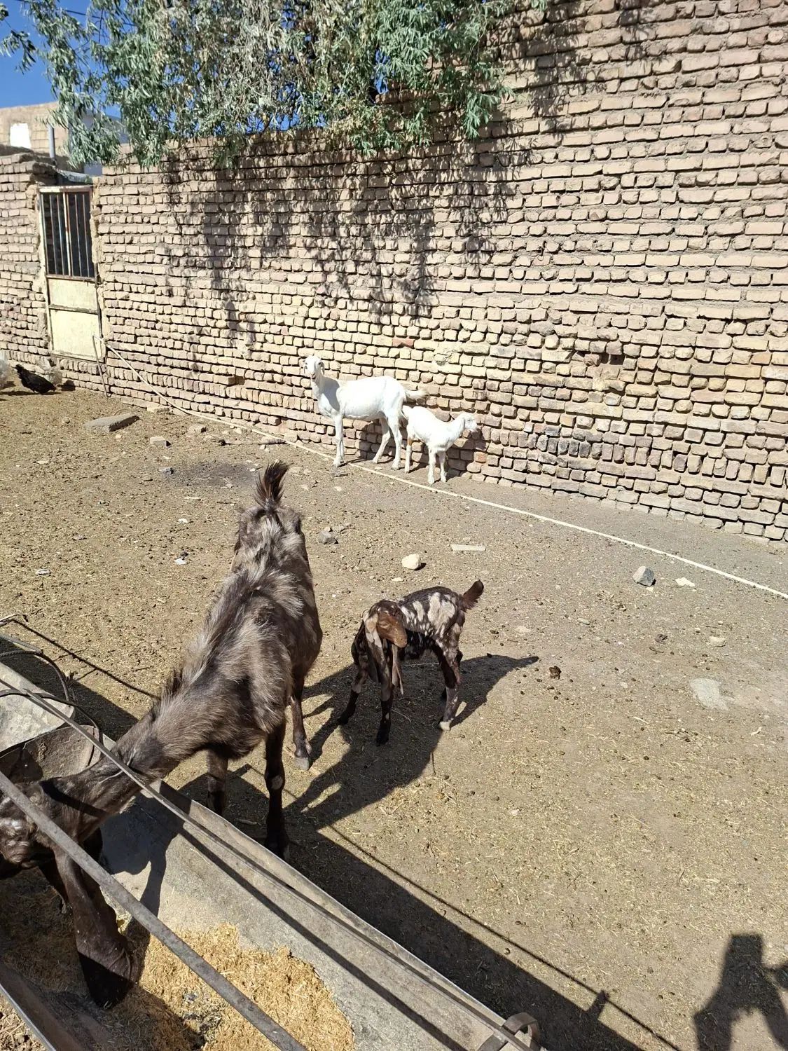 فروش بز پاکستانی پلنگی همراه بزغاله