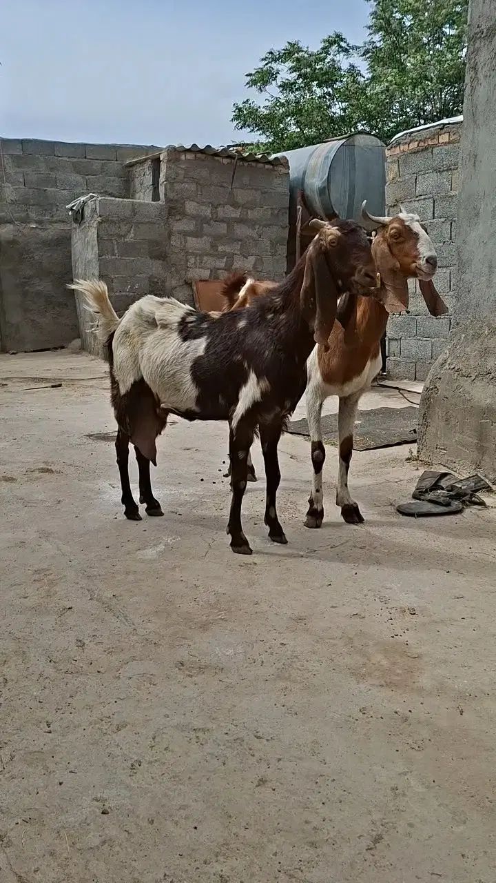 دو راس شاه بز زیبا وجوان