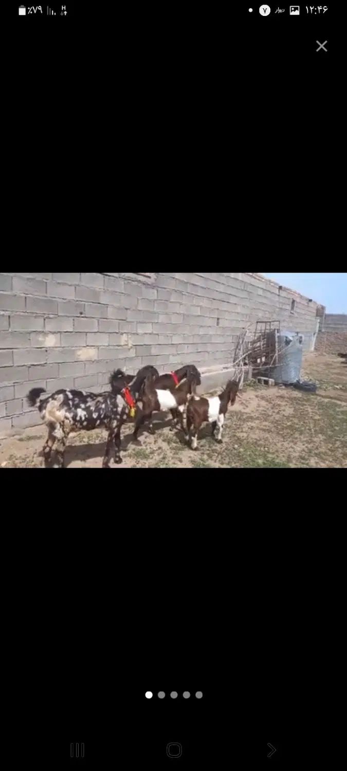 دو راس بز جوان پاکستانی بادوبزغاله نر