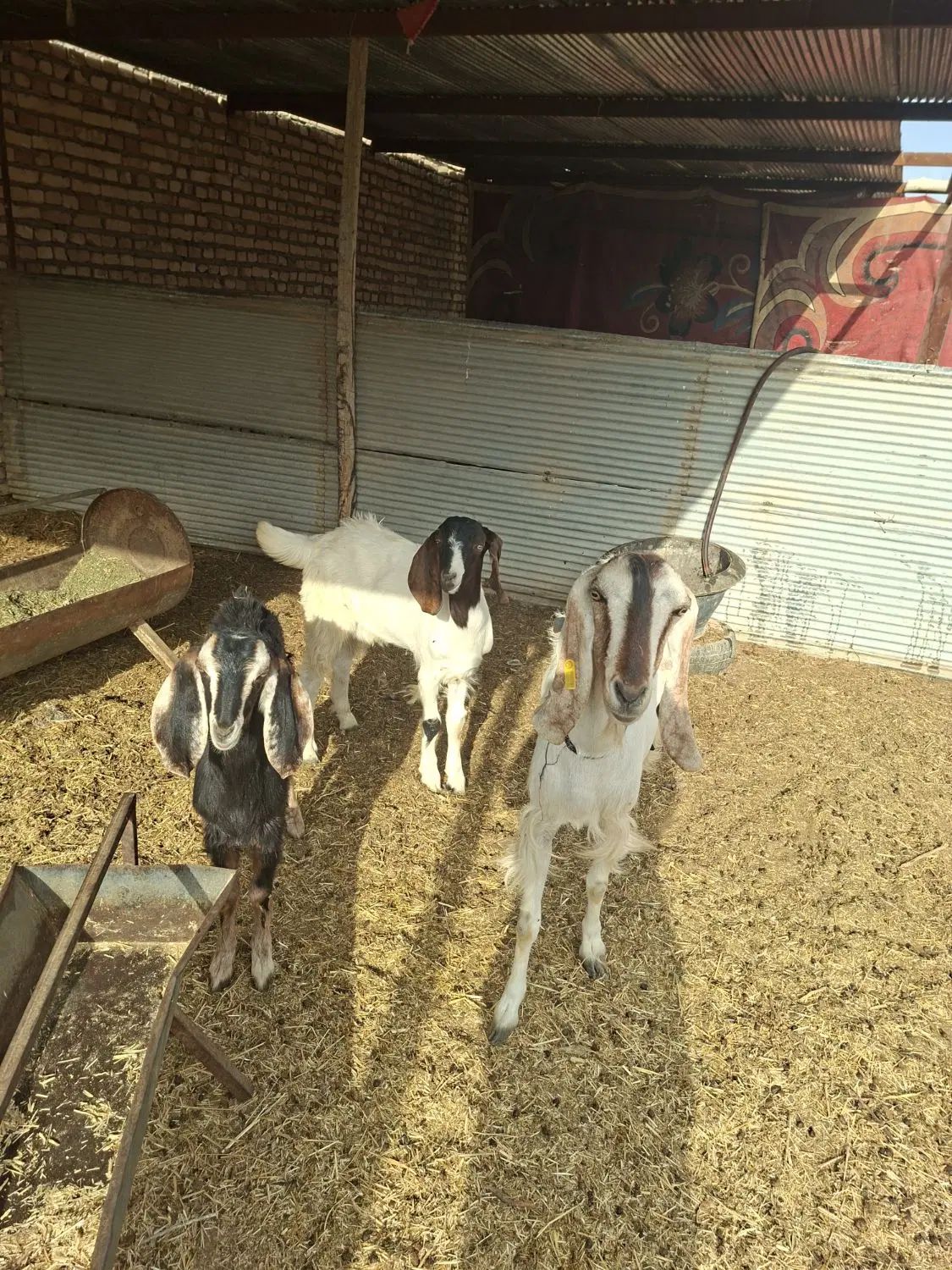 یک راس  بز پاکستانی زیبا