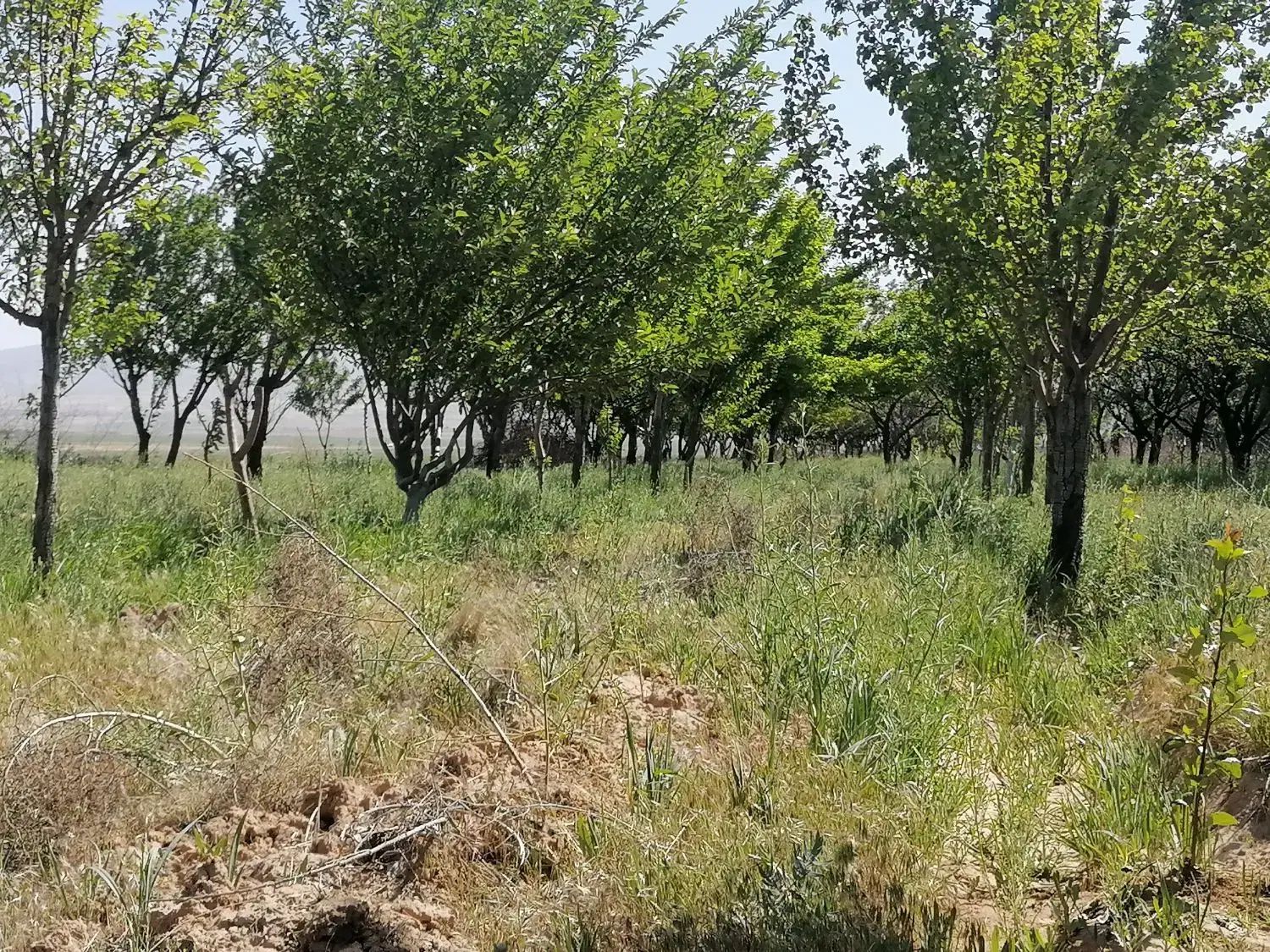 زمین باغ ویلا