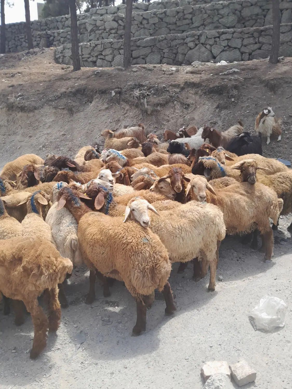 بز و دام زنده
