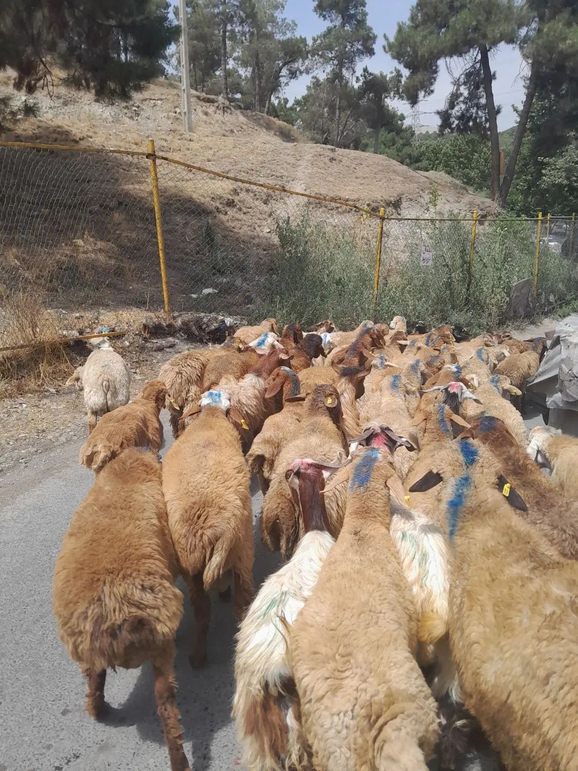 گوسفند سرا،با تمامی نژادهای موجود