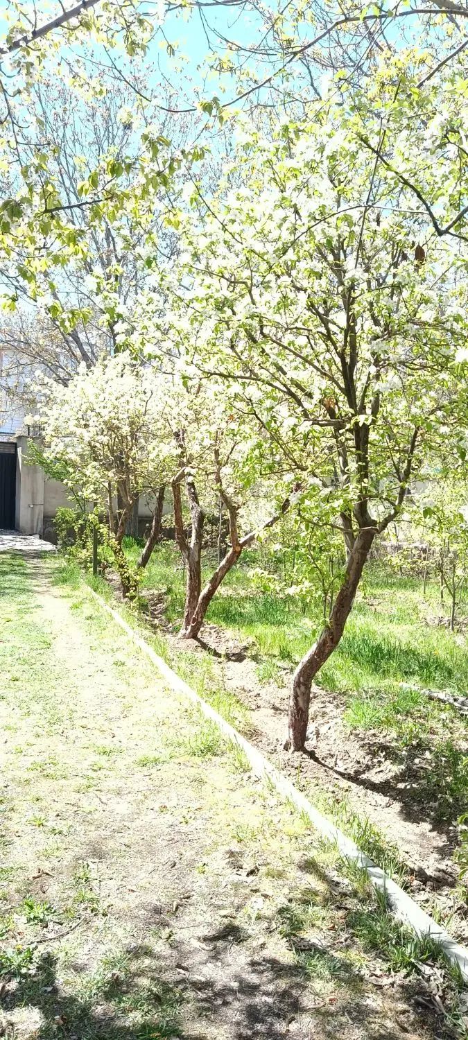 مستر بابک ویلا / سید بابک راحمی