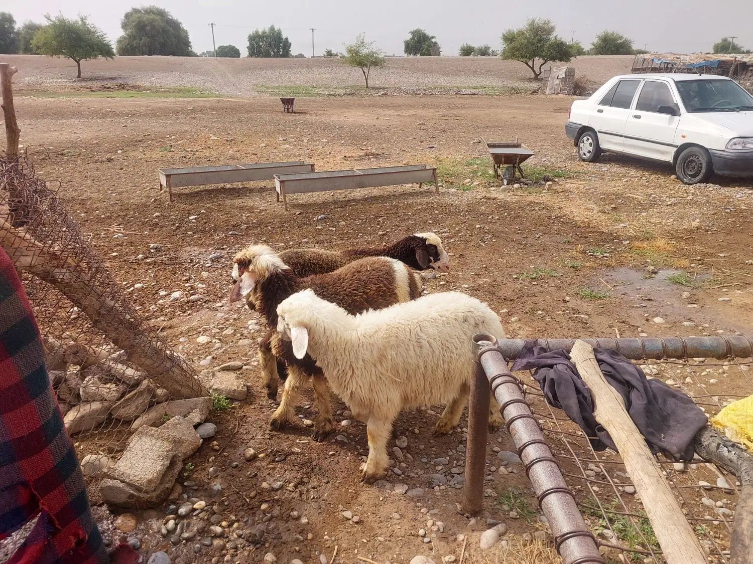 یه عدد بره دو ماه کوچک  موجود