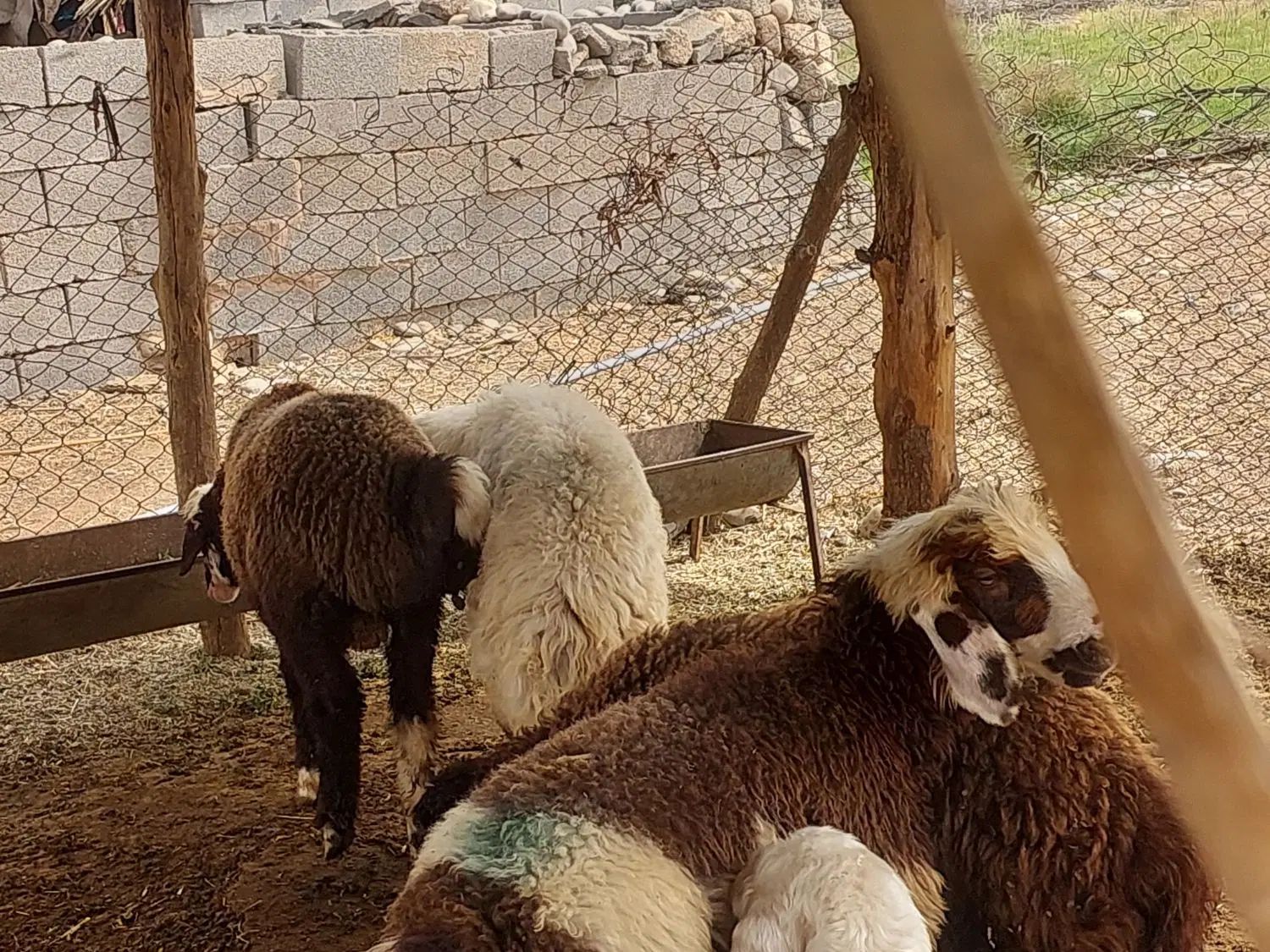 دو عدد بره نر کوچک