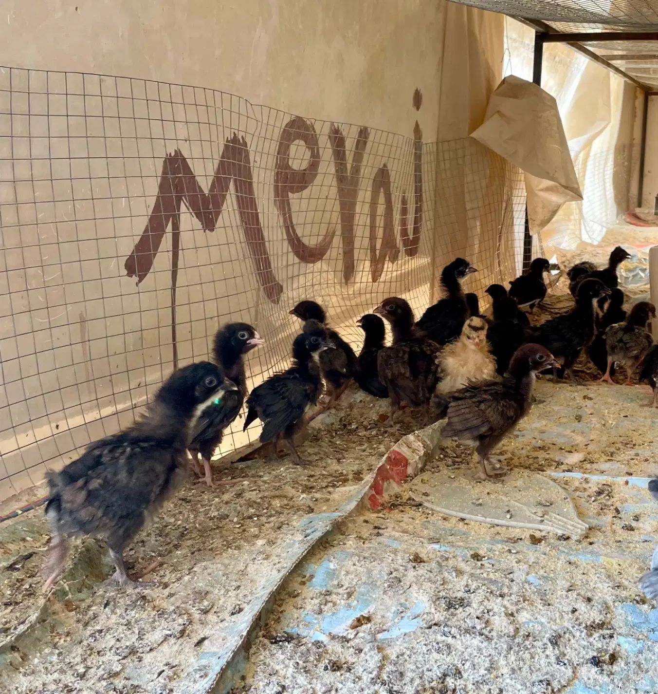 جوجه بلک استار
