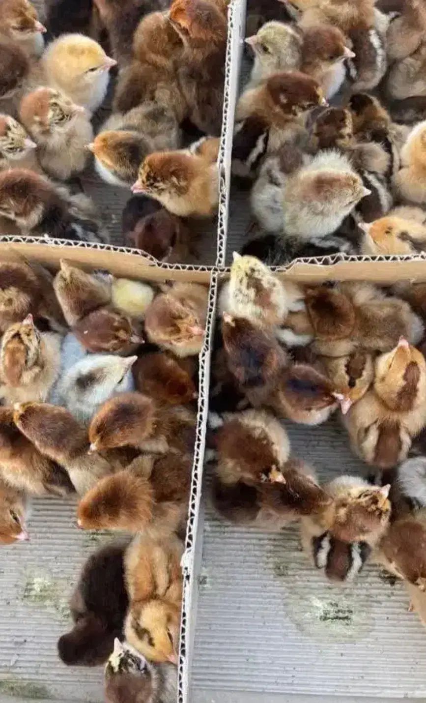 جوجه گلپایگانی یک روزه