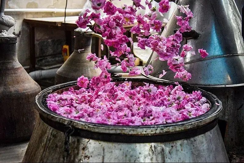 تور گلابگیری کاشان