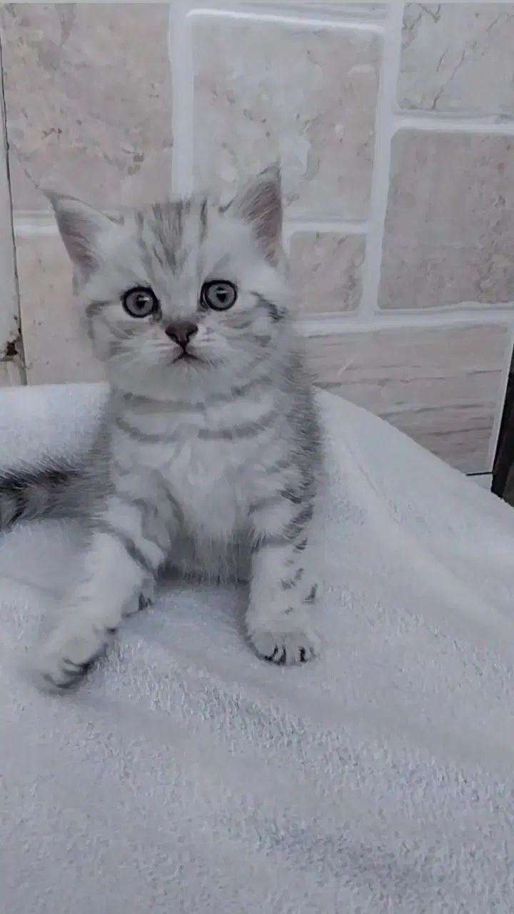 واگذاری گربه بربتیش سیلور