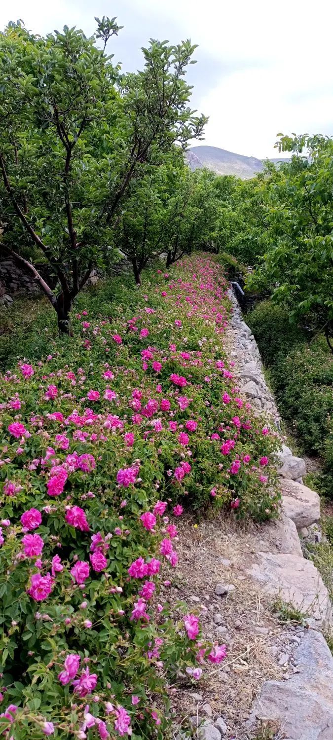 گل محمدی پر عطر و رنگ درجه یک مخصوص گلاب گیری در تبریز