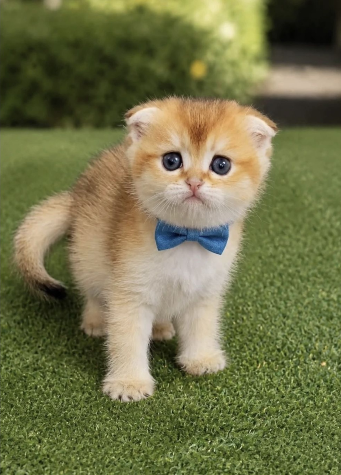 Mishelcatt