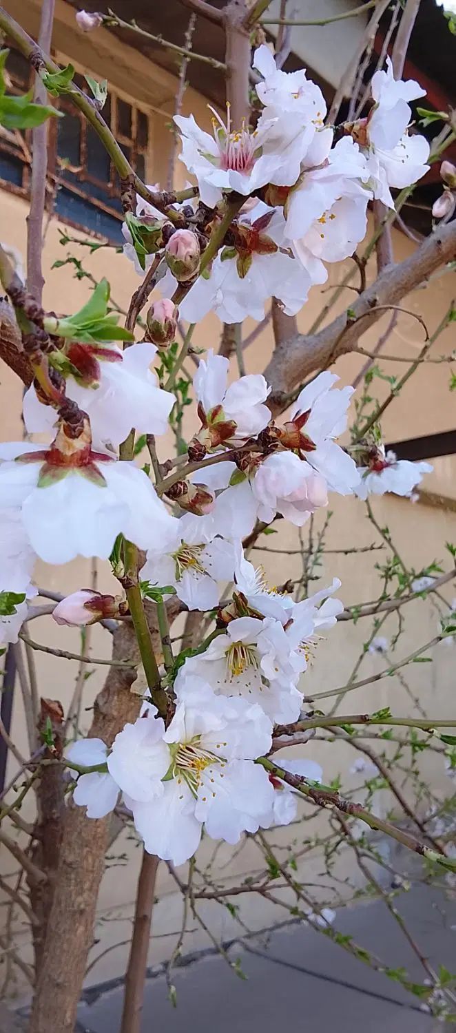 منبت کار هستم جویای کار
