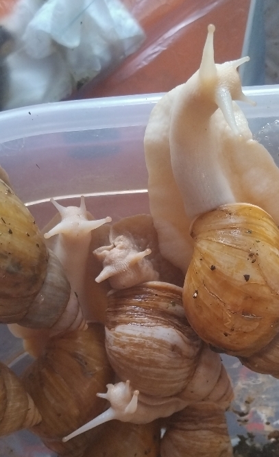 خزنده