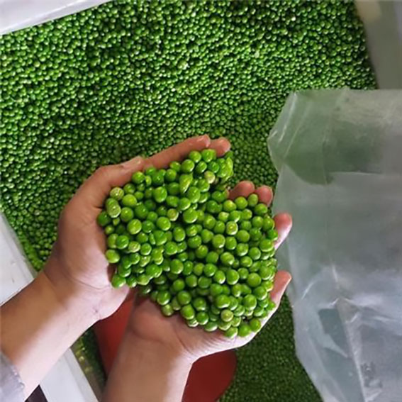 نخود فرنگی درجه یک در نیشابور
