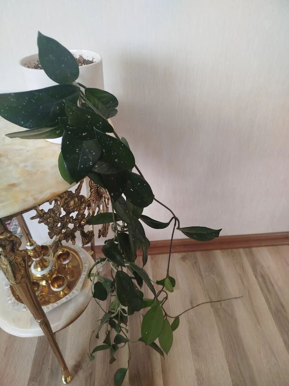 گل هویای آویزان خوشگل بسیار زیبا