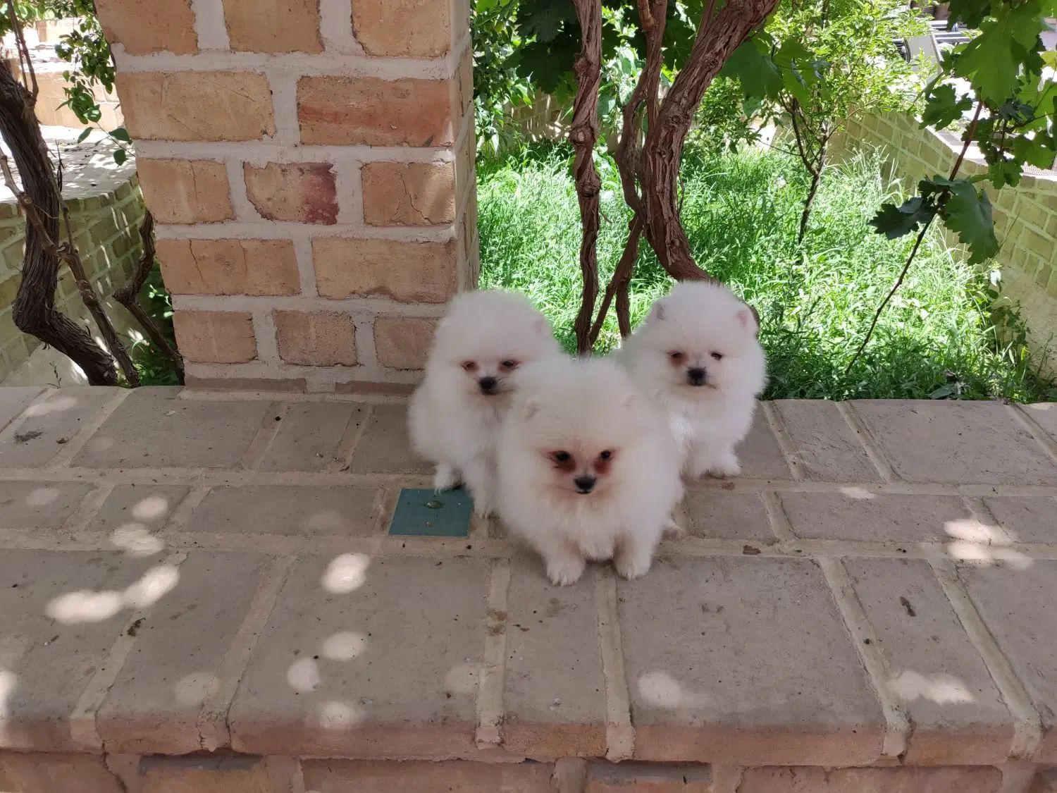 پامرانین سفیدخرسی خرسی کیفیت بالا