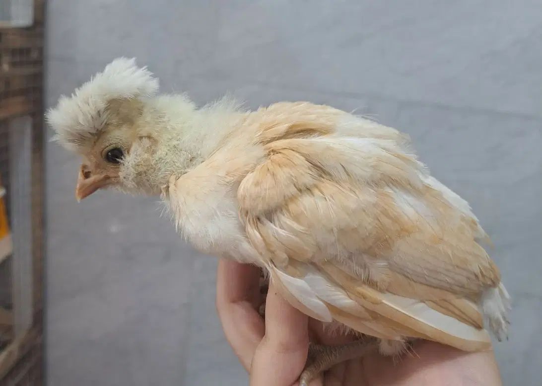 جوجه لهستانی و لهستانی پولند ۴۵ روزه