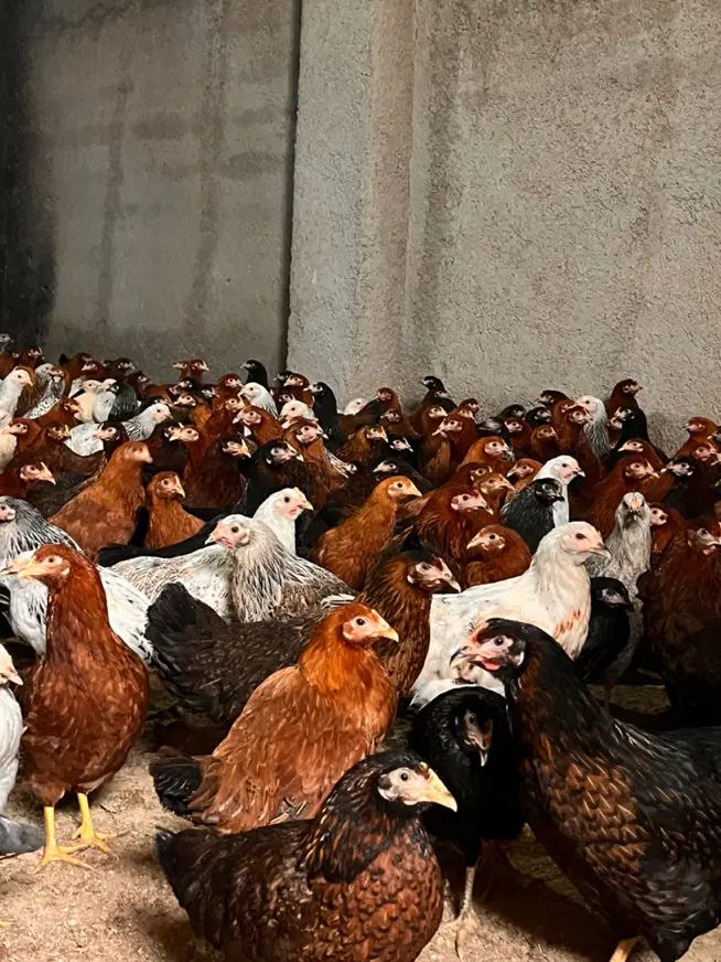 فروش مرغ بومی ۳ ماهه گلپایگانی (تخم‌گذار)
