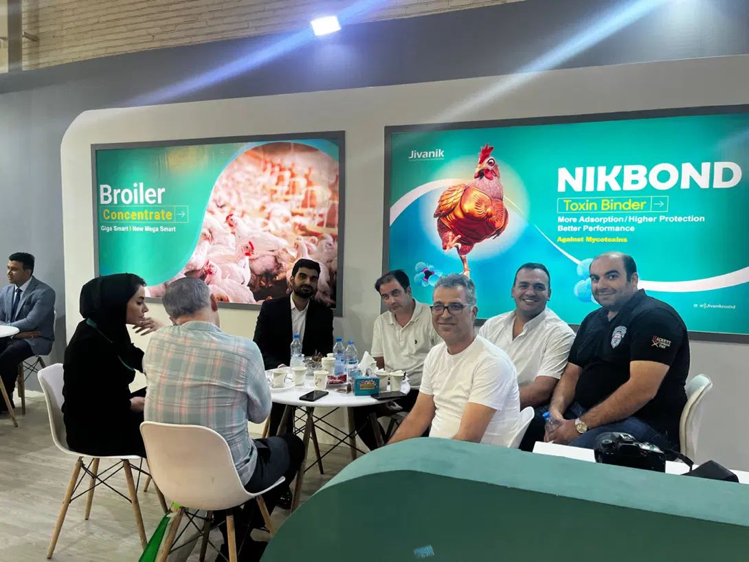 مرغ تخمگذار گوشتی
