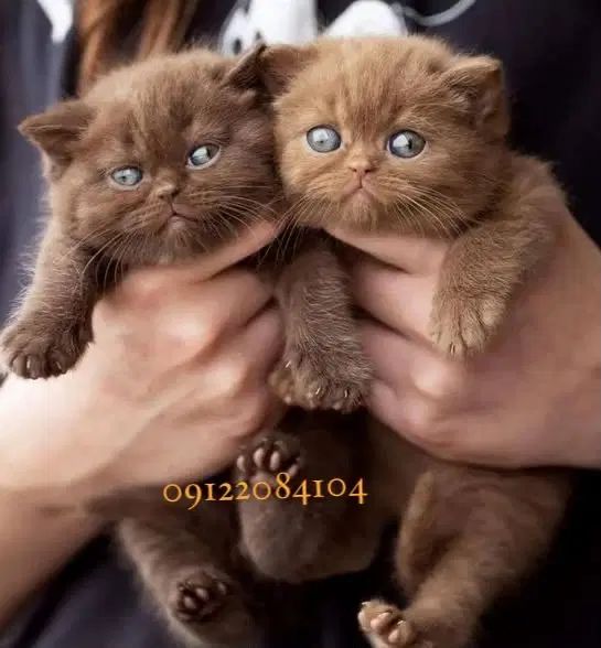 گربه چاکلت ناتلای واقعی و خوشمزه