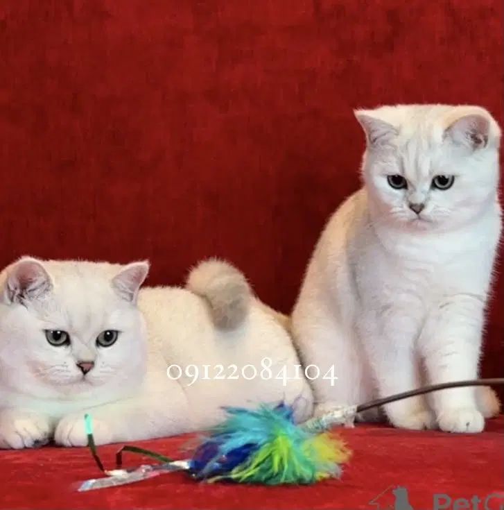 گربه چینچیلاسیلور نقاشی خدا