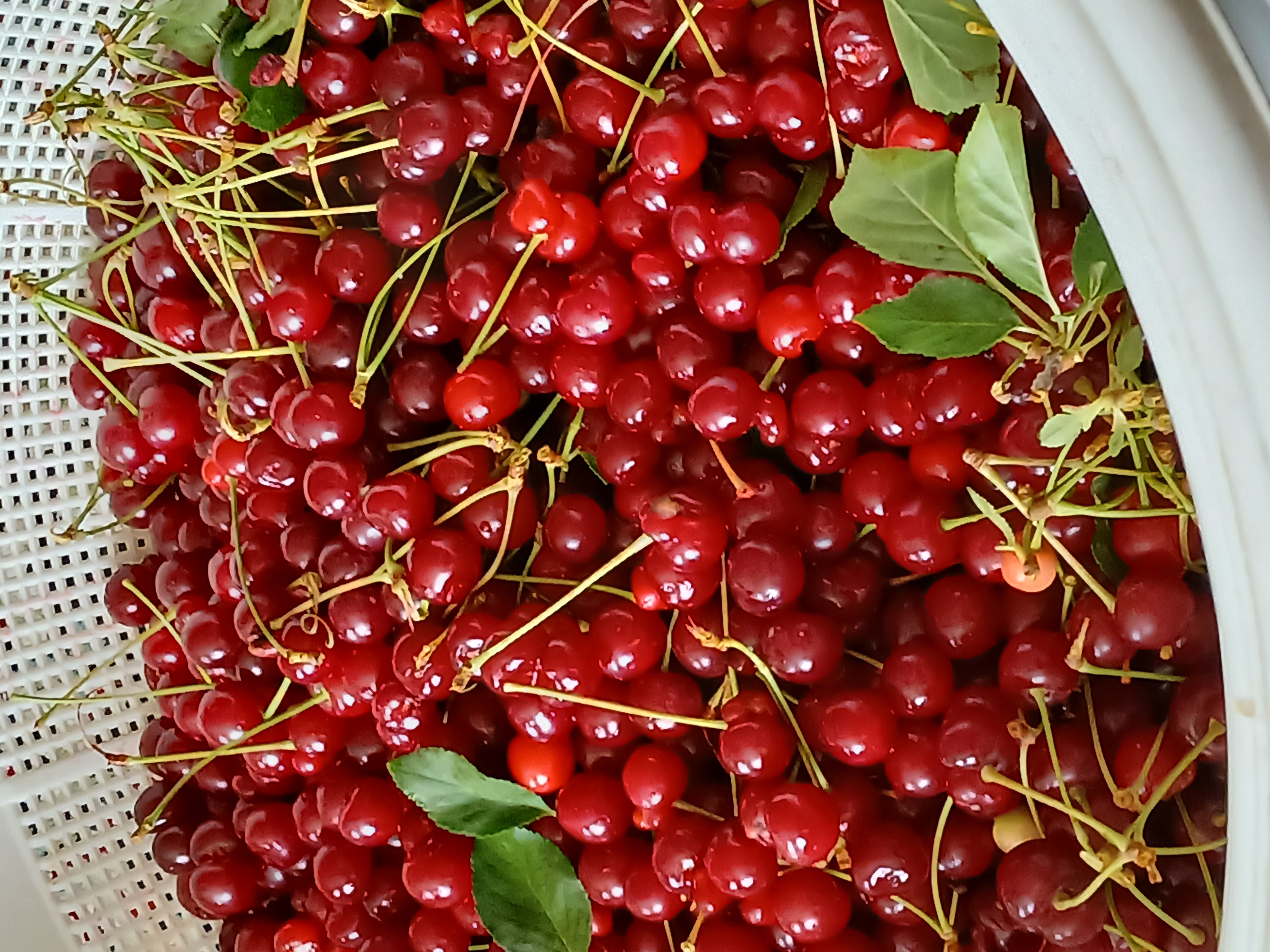 خوشمزهای ستارگان نور