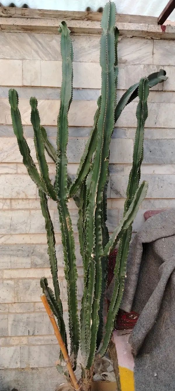 سهره
