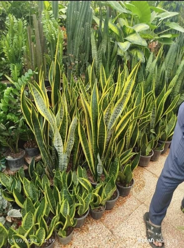 طراحی و نگهداری فضای سبز با تیمی حرفه‌ای