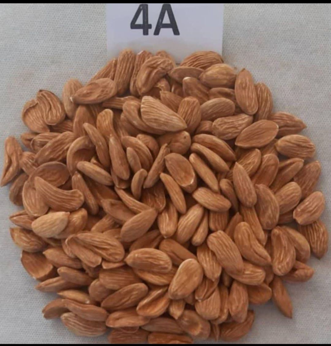 اجیل و خشکبار