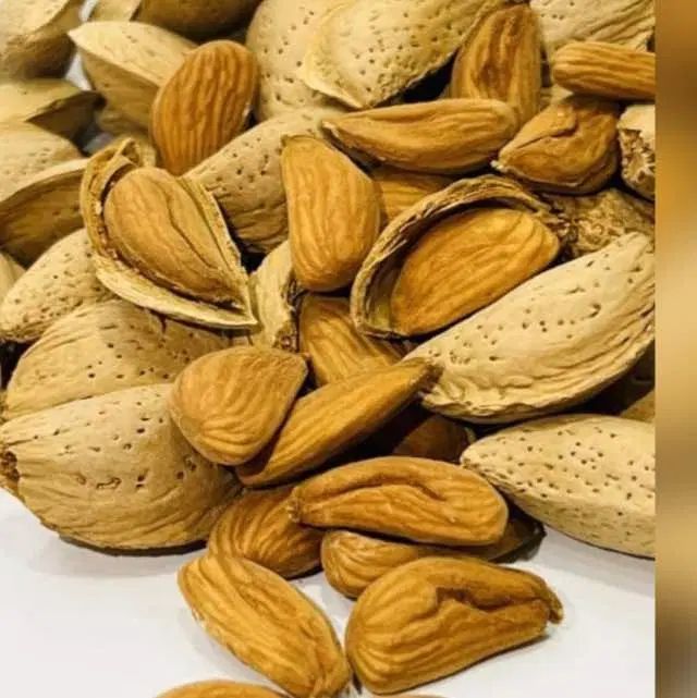 مغز